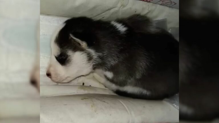 cute abandoned puppy