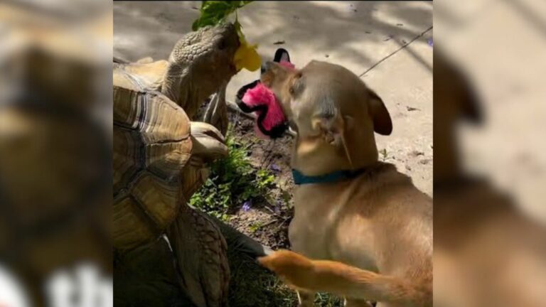 puppy and tortoise