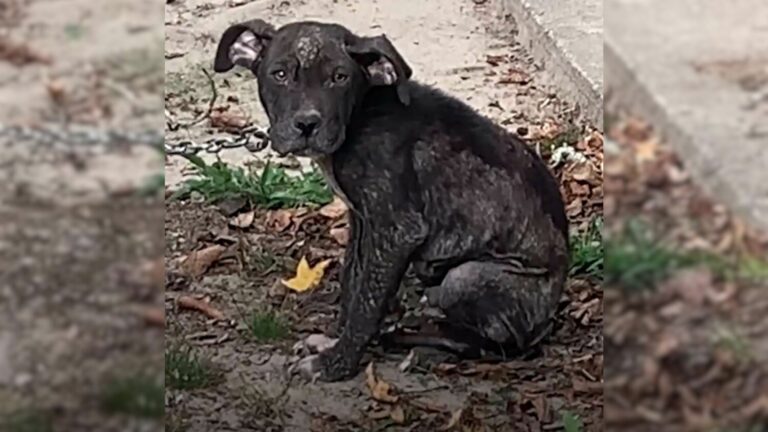 chained dog
