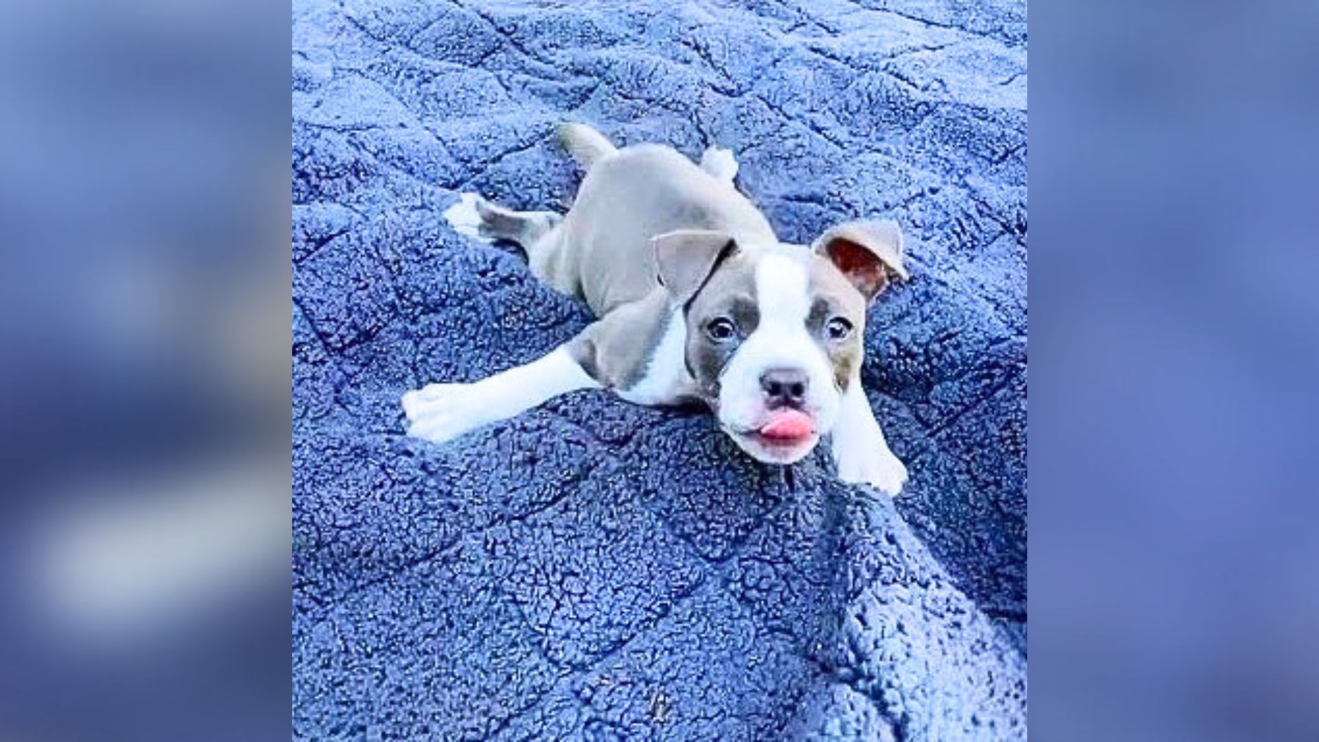 Puppy With A Swimmer Syndrome