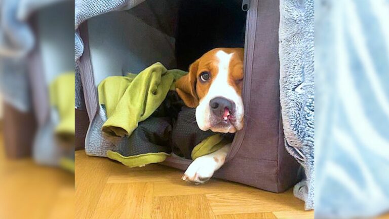 deformed puppy