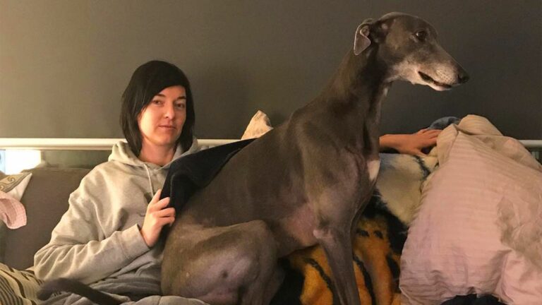 greyhound with a broken leg