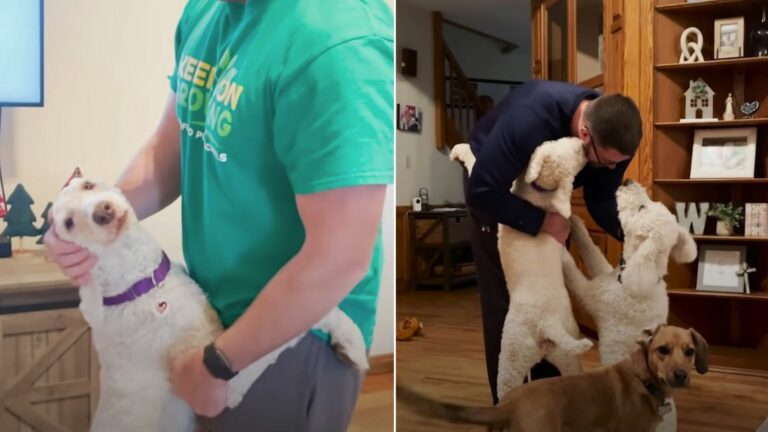 rescue poodle hugging people