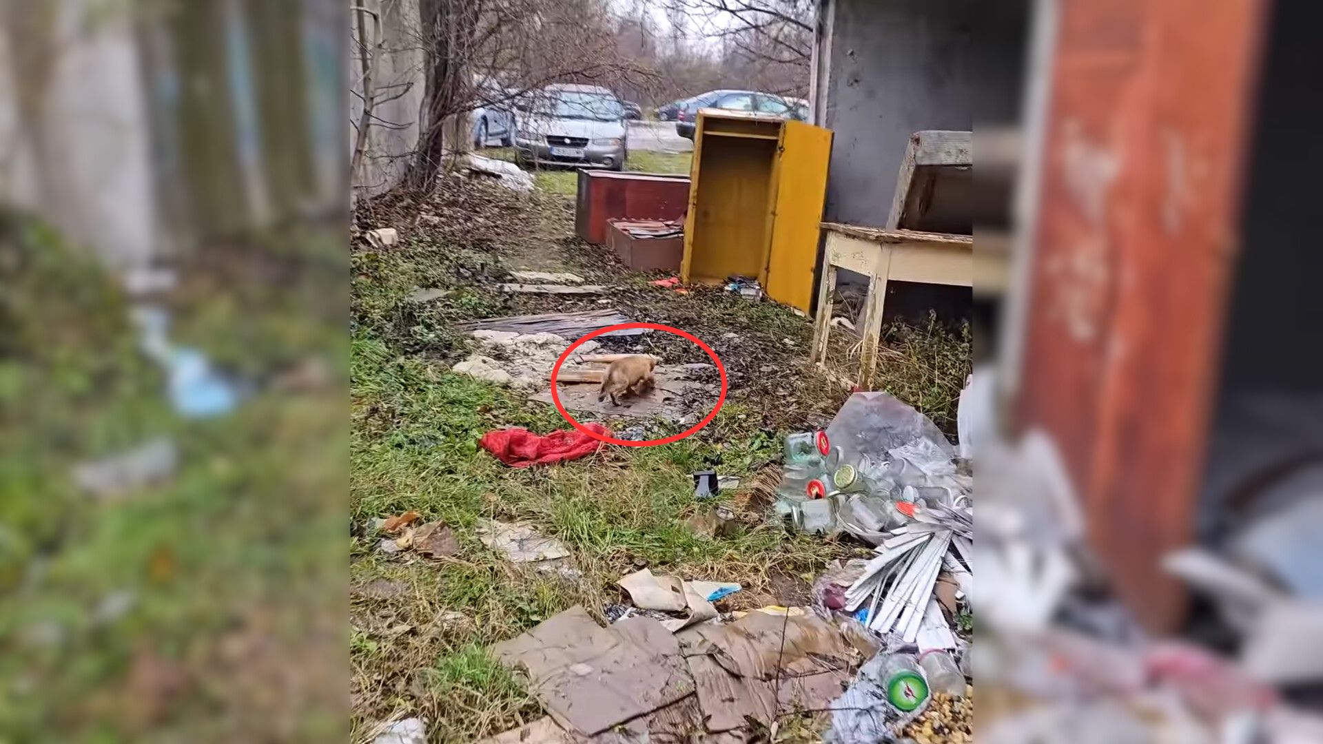 searching for stray pup