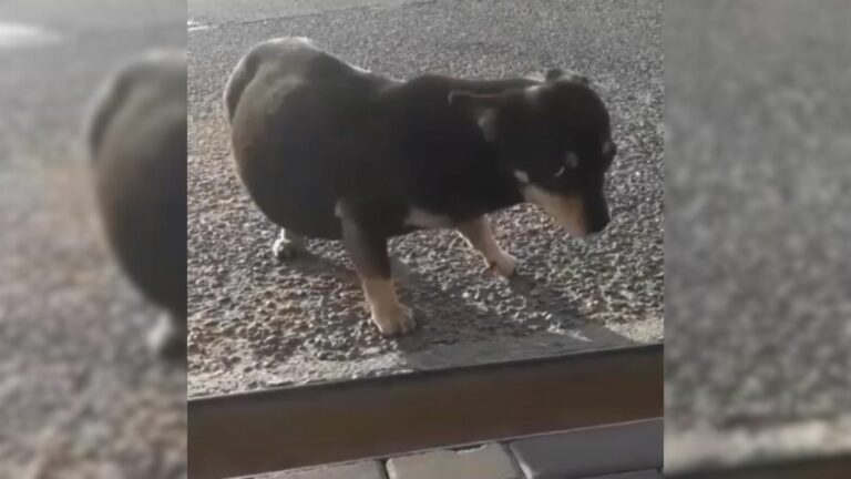 abandoned pup