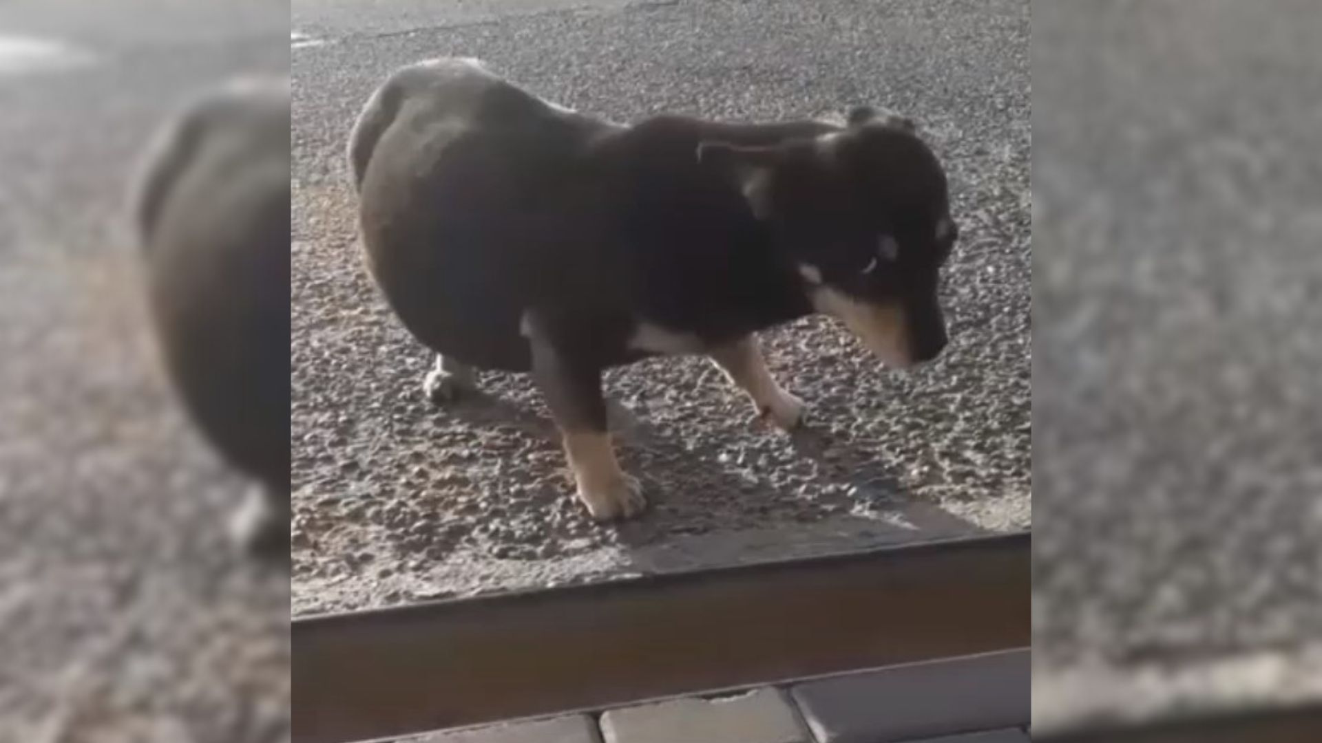 abandoned pup