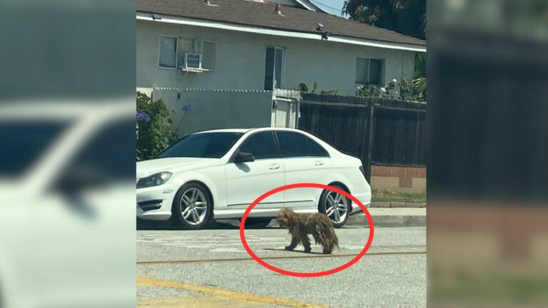 rescure found dog under the trailer