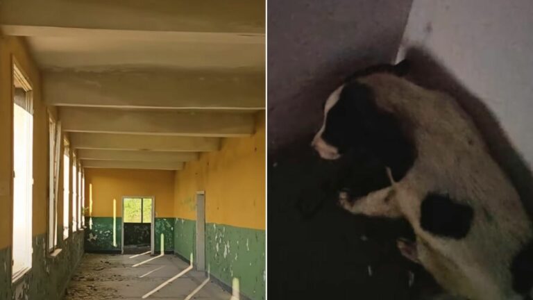abandoned puppies in abandoned building