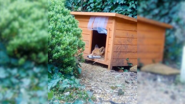fox guarding dog house