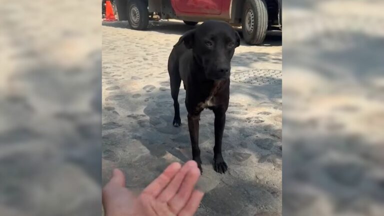 rescuer tyring to save homeless dog