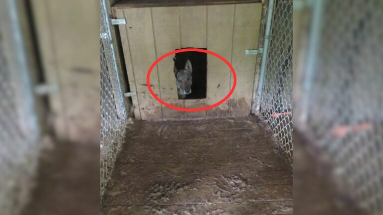 retired dog in a metal cage
