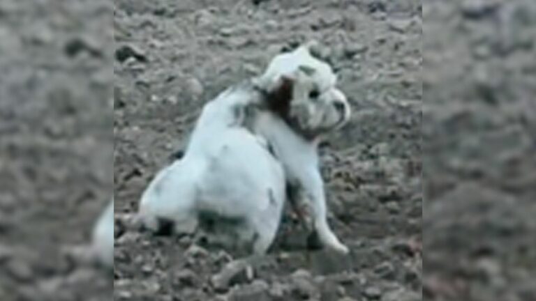 abandoned dog in a dirt