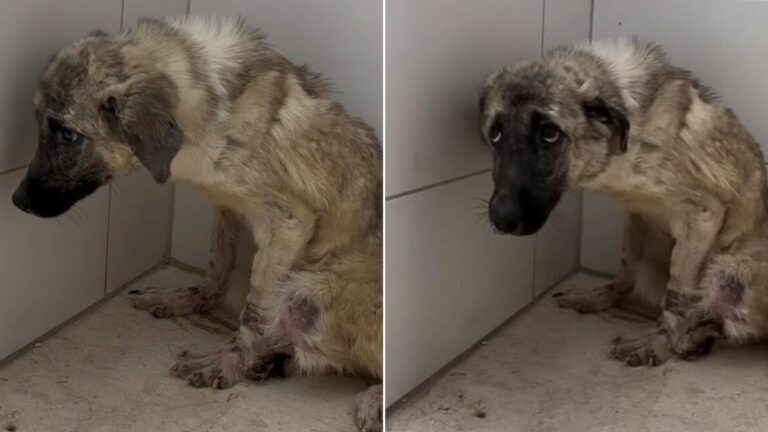 dumped dog found happiness