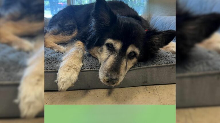 senior dog left at shelter