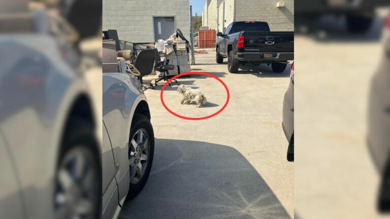 dog buried under trash