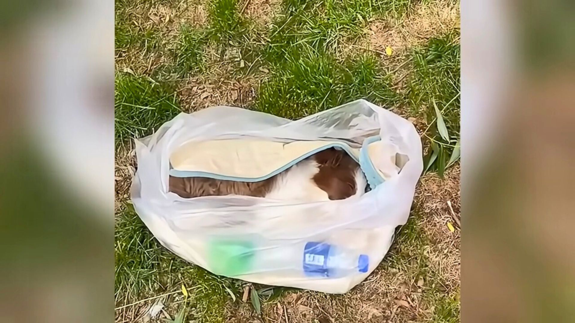 Rescuers Panicked When They Realized That The Pup Found In Tiny Bag Was Barely Breathing