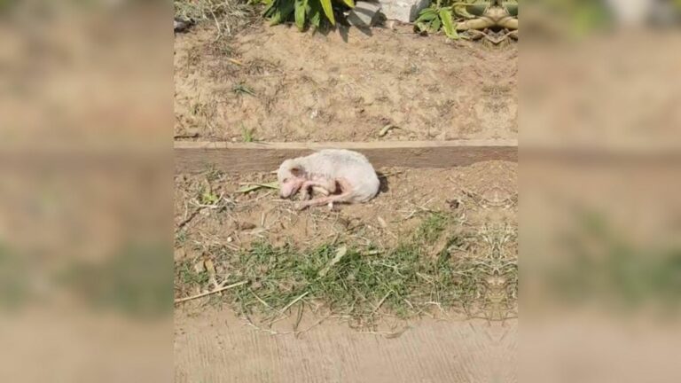 abandoned white puppy