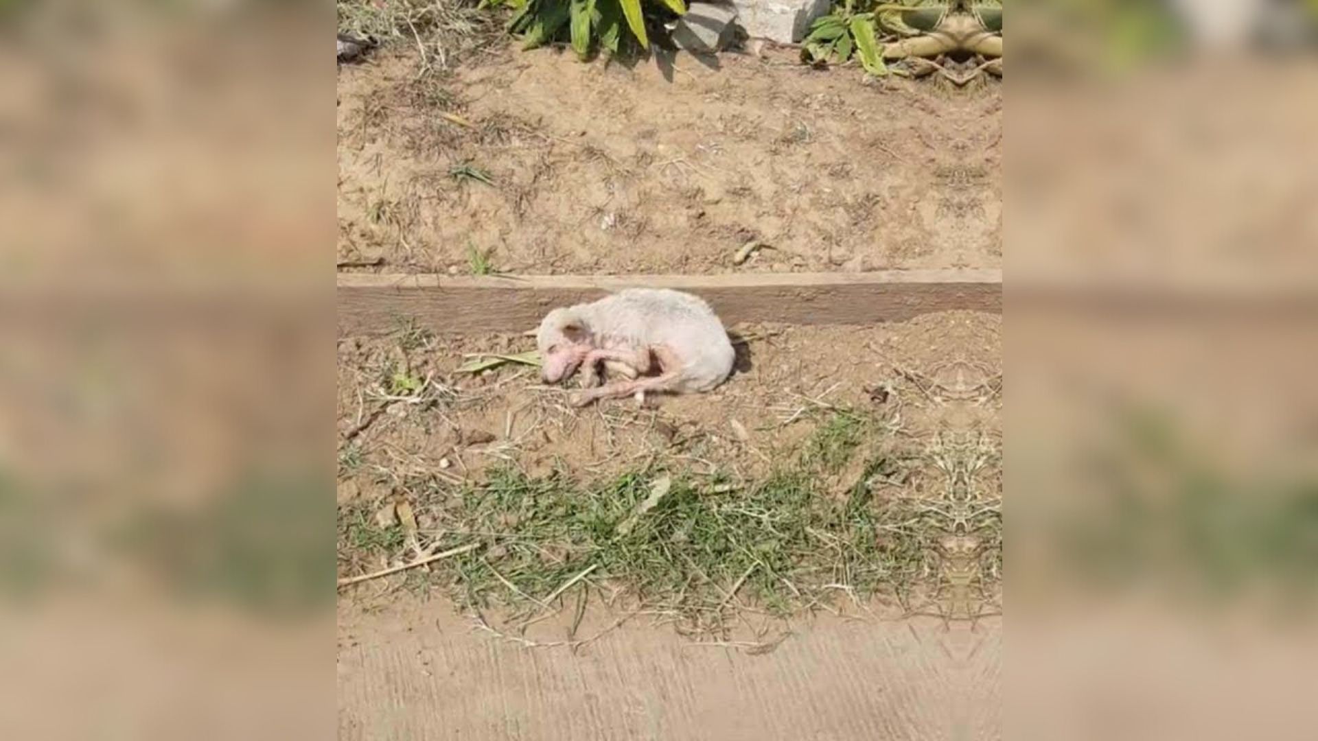 Puppy Abandoned Due To Scabies Soon Meets Rescuer Who Changes His Entire Life