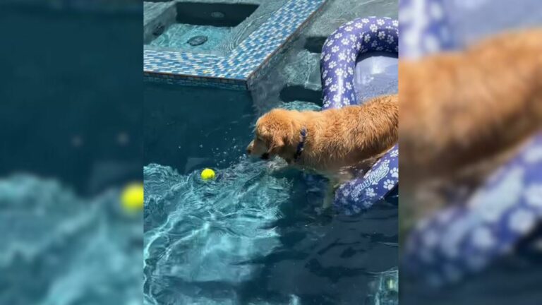 dog in a pool