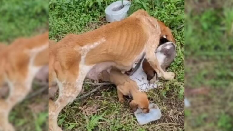 starving mama dog feed her puppies