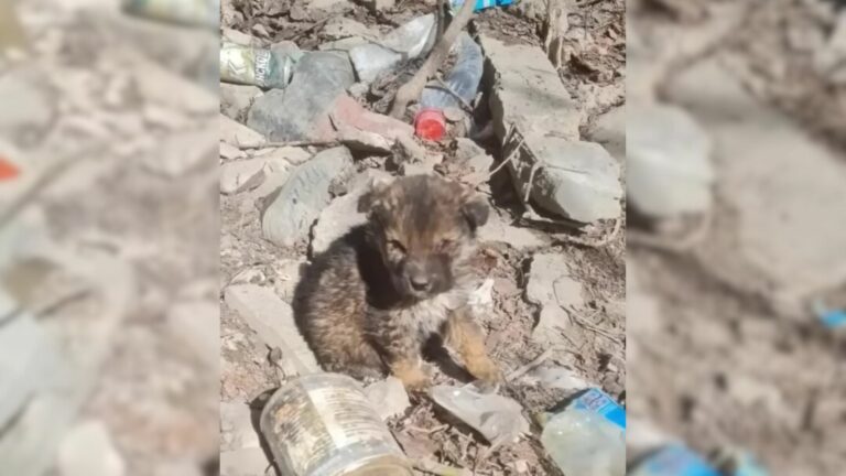 starving abandoned puppy