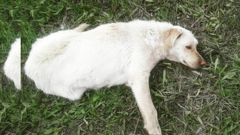 paralyzed dog met his rescuer