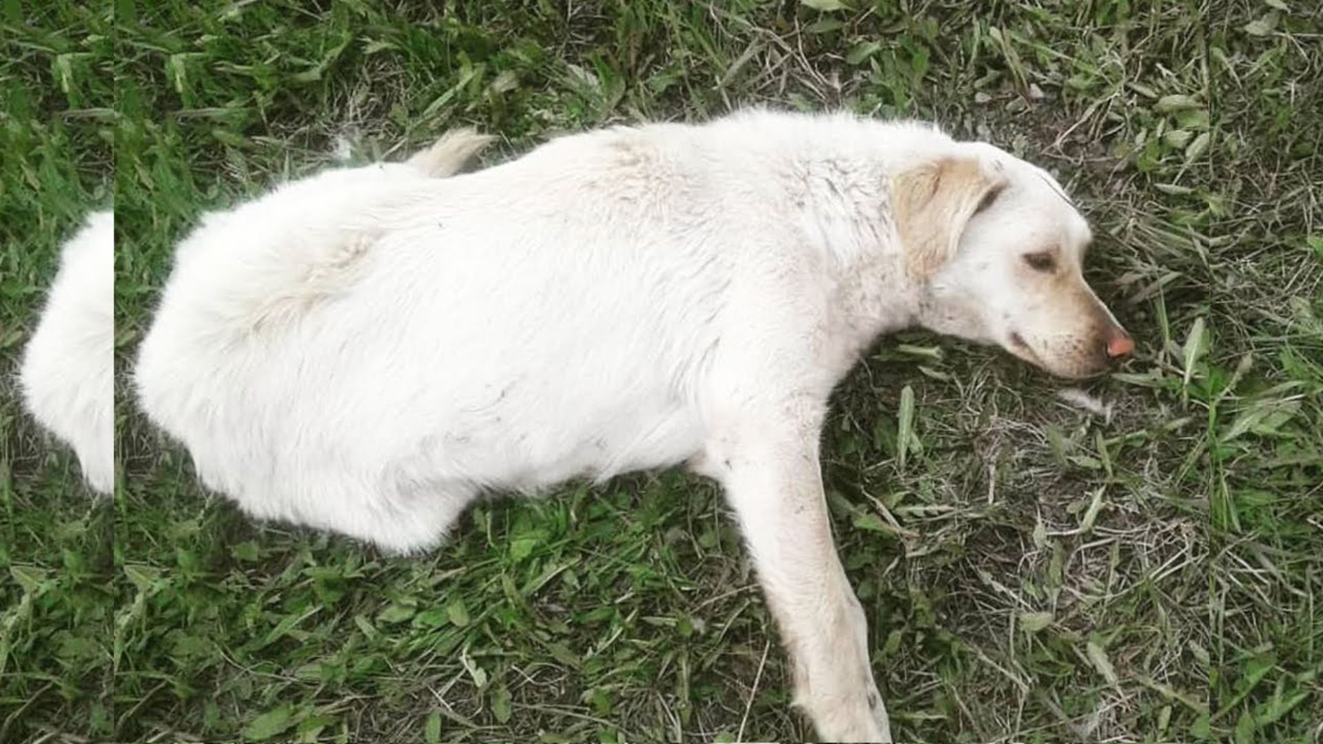 Pup Who Ended Up Paralyzed After An Accident Makes A Miraculous Transformation