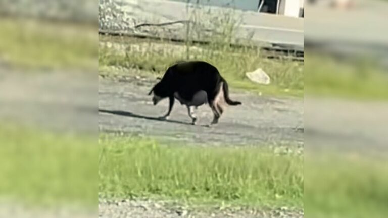 stray dog looking for shelter to gave birth
