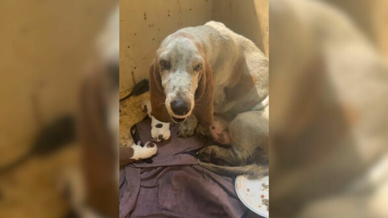 dog gived birth on rain