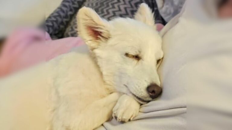 dog sleeping