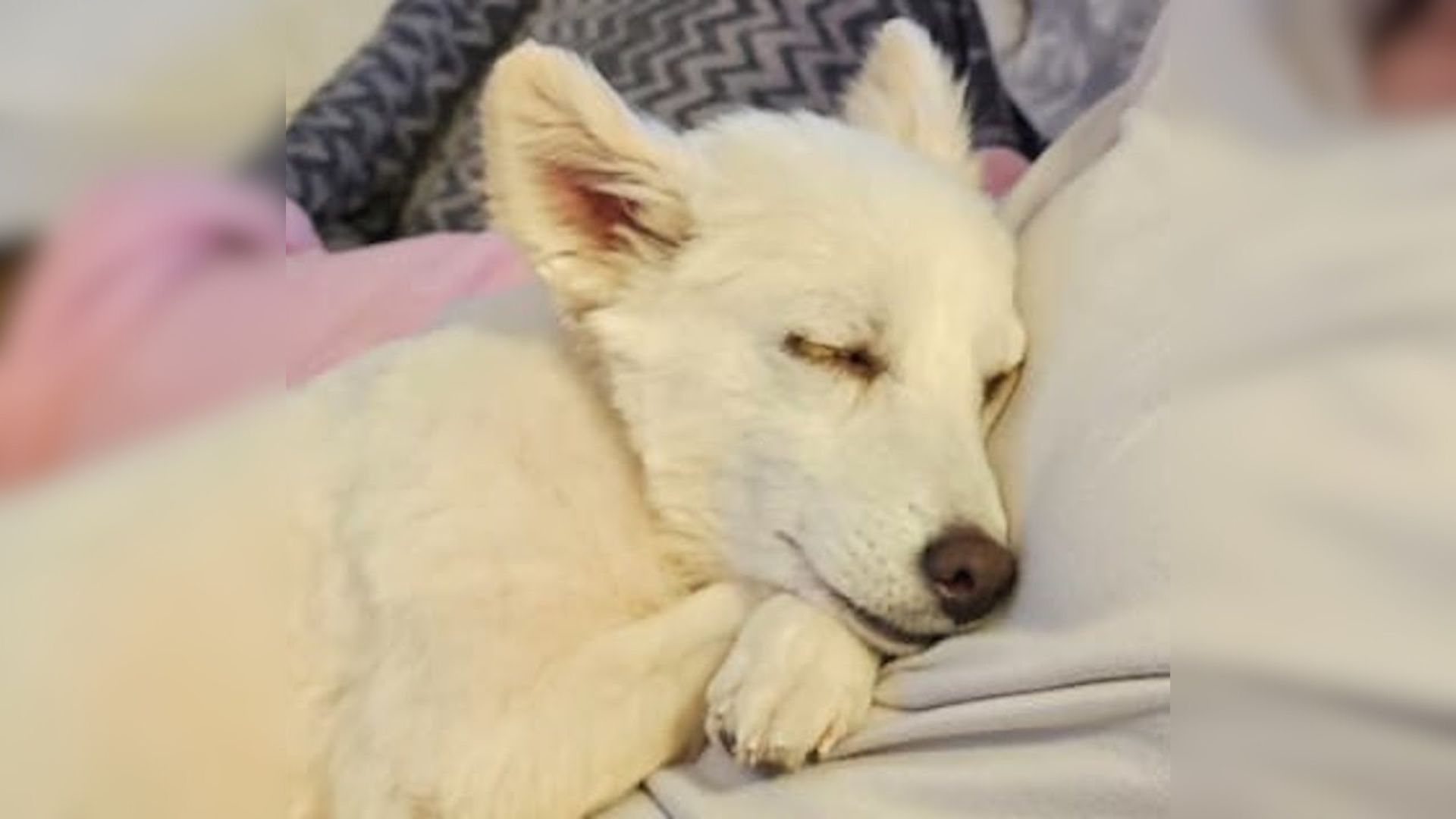 dog sleeping