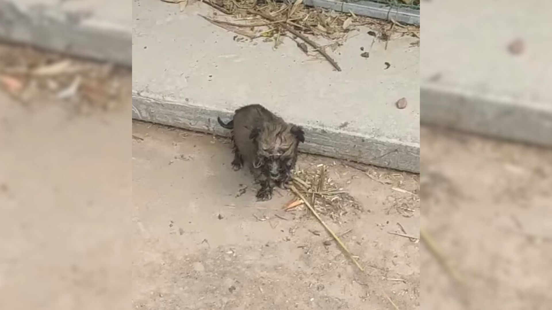 Sweet Puppy Is Crawling On The Road And Begging For Help But Then He Meets His Kind Rescuer