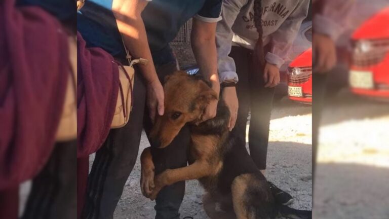 dog hugging people
