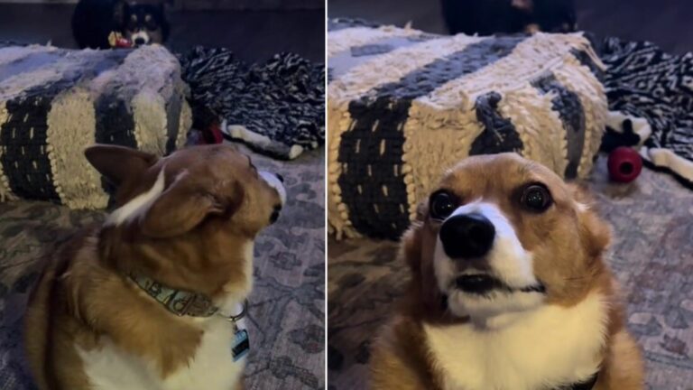 dog irritated with baby sister