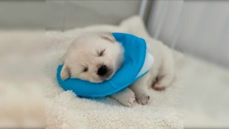 adorable pup
