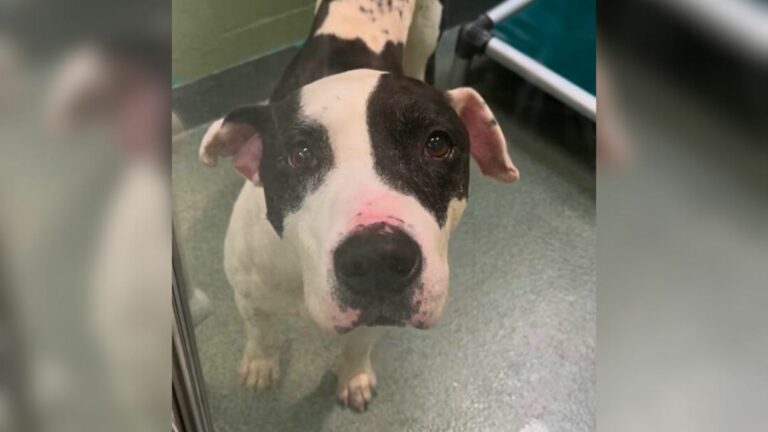 very old pup in shelter