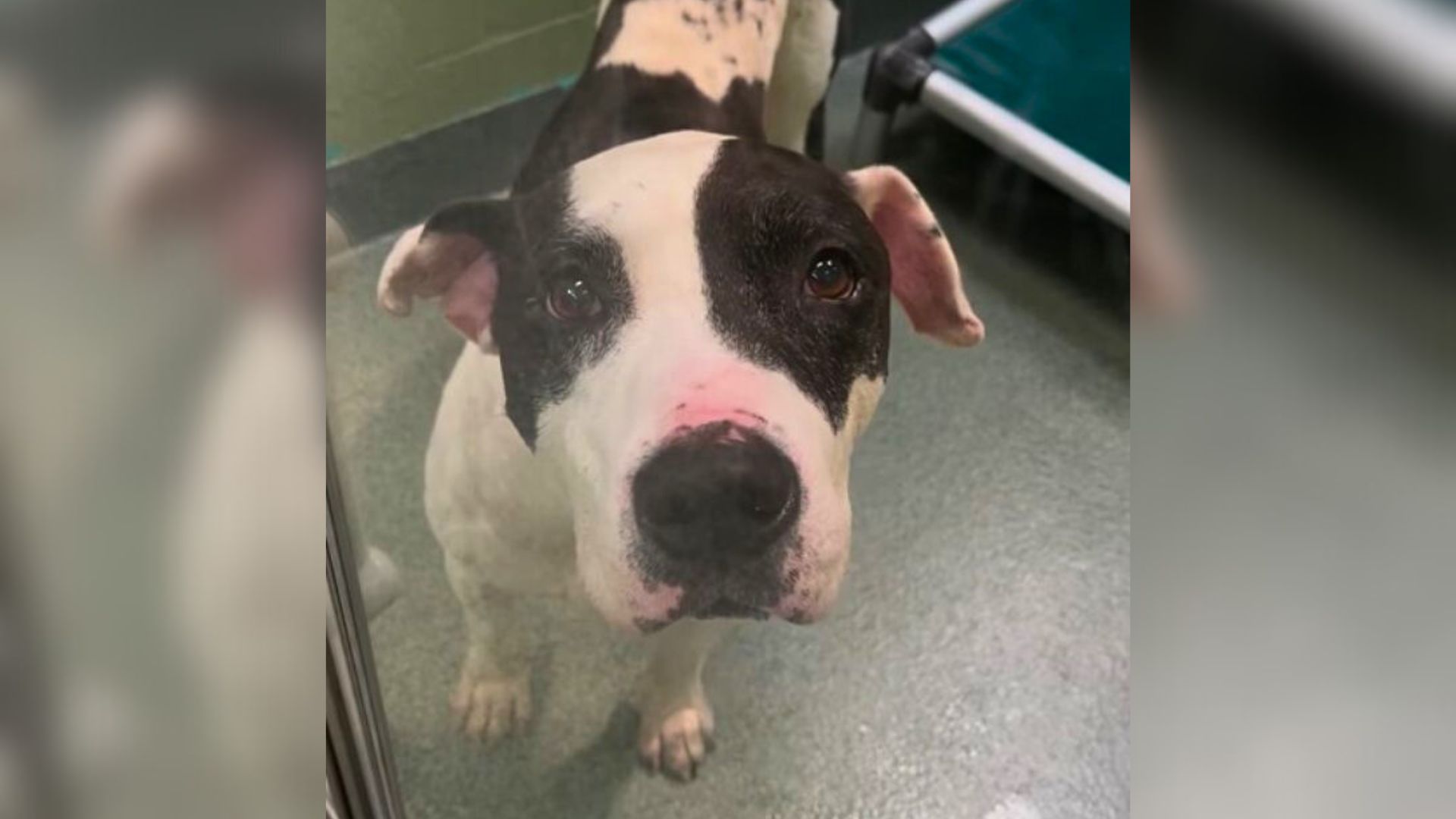 very old pup in shelter