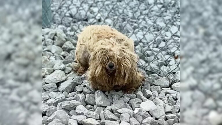 matted dog