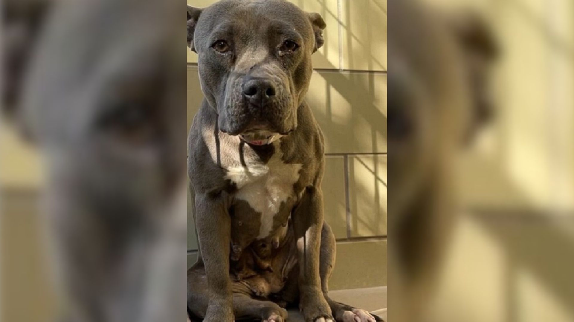 Neglected Dog Abandoned At The Shelter Finally Finds Her Forever Home In Oregon