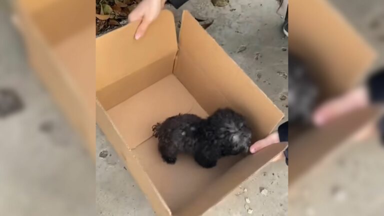 cute puppy in a box