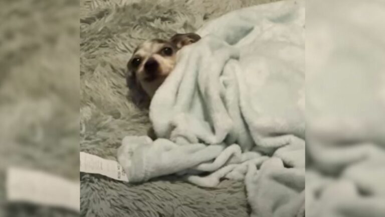 pup lying covered with blanket