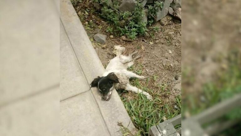 tiny sick dog lying motionless