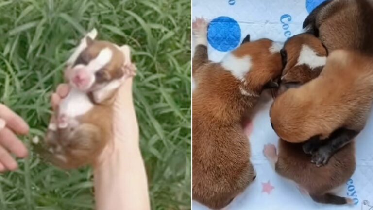 abandoned puppies crying for mother