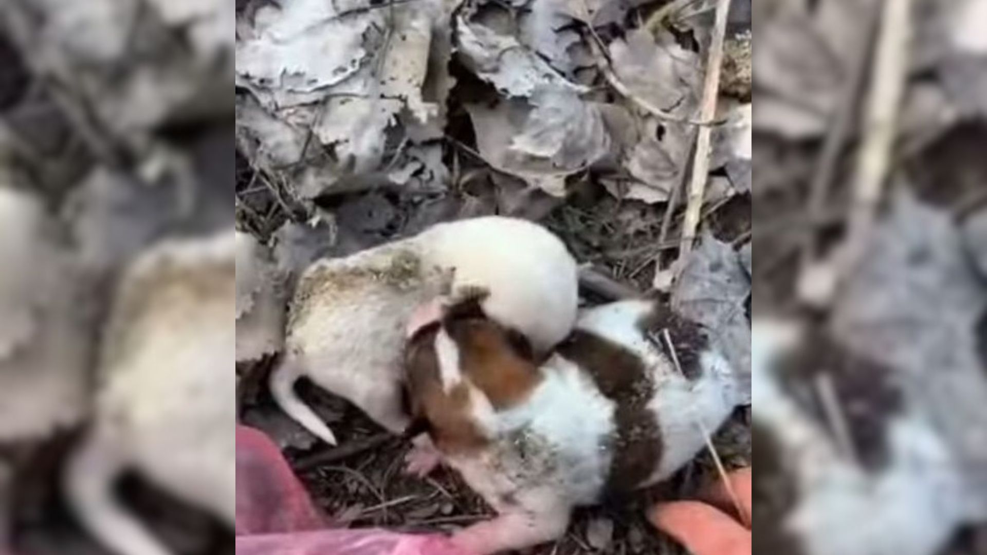 photo of two newborn puppies