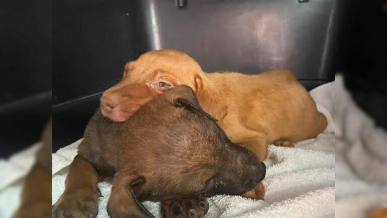 two scared puppies