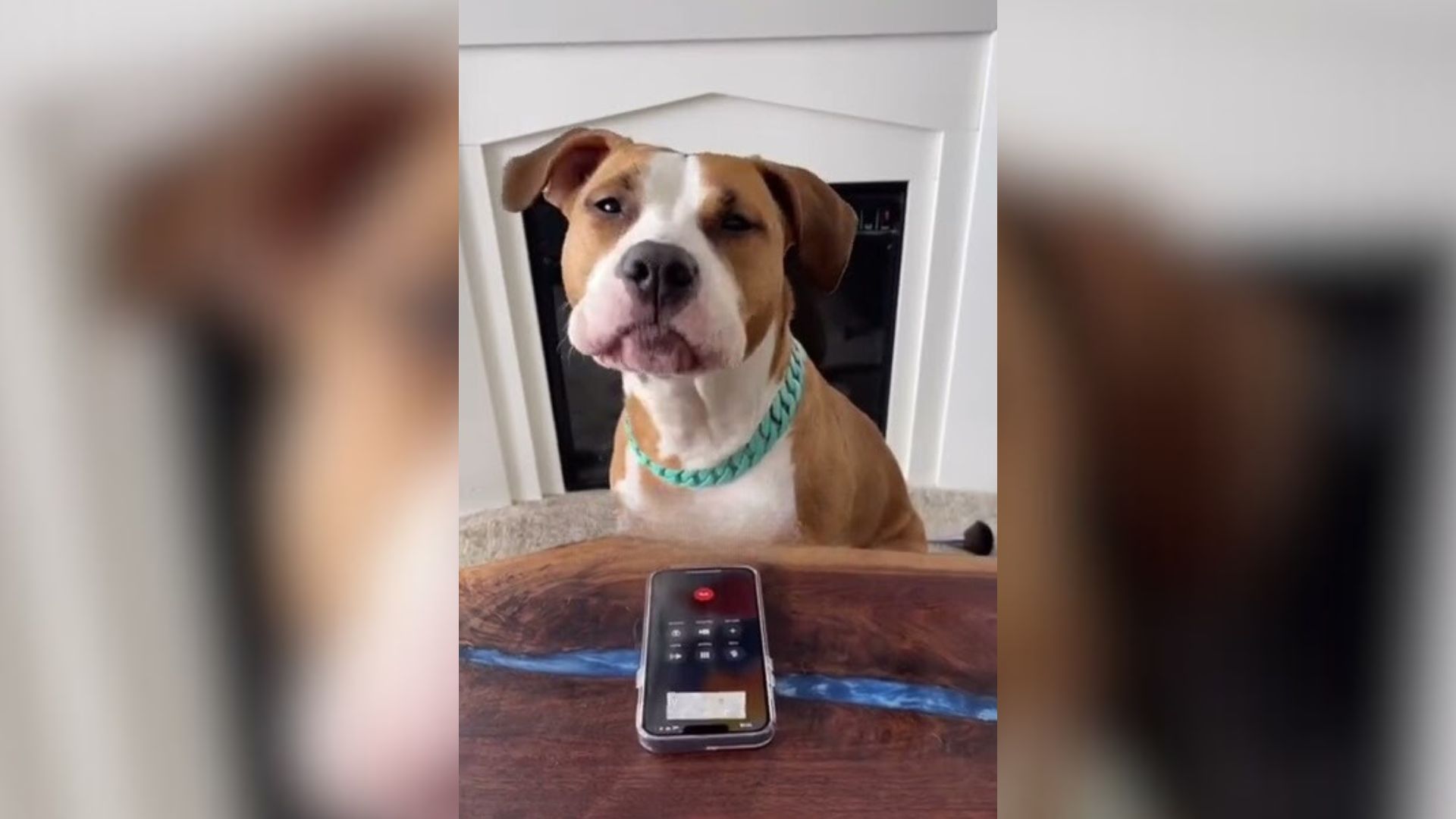 vocal pittie have fun