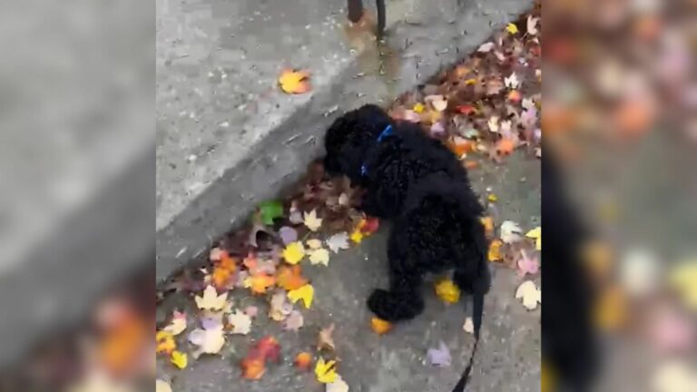 two month old puppy