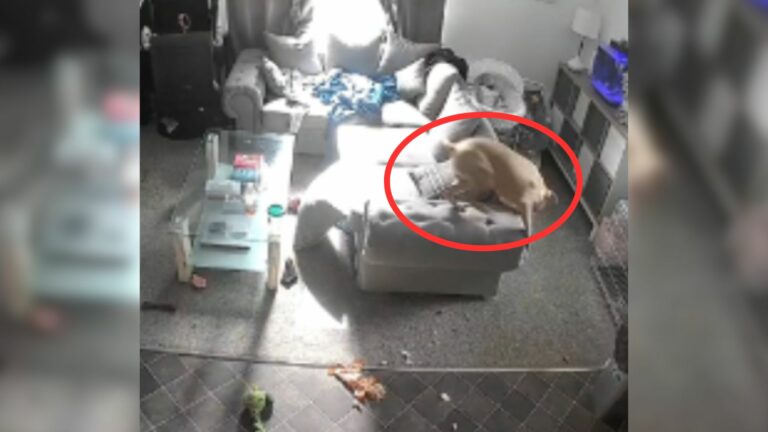 puppy in living room
