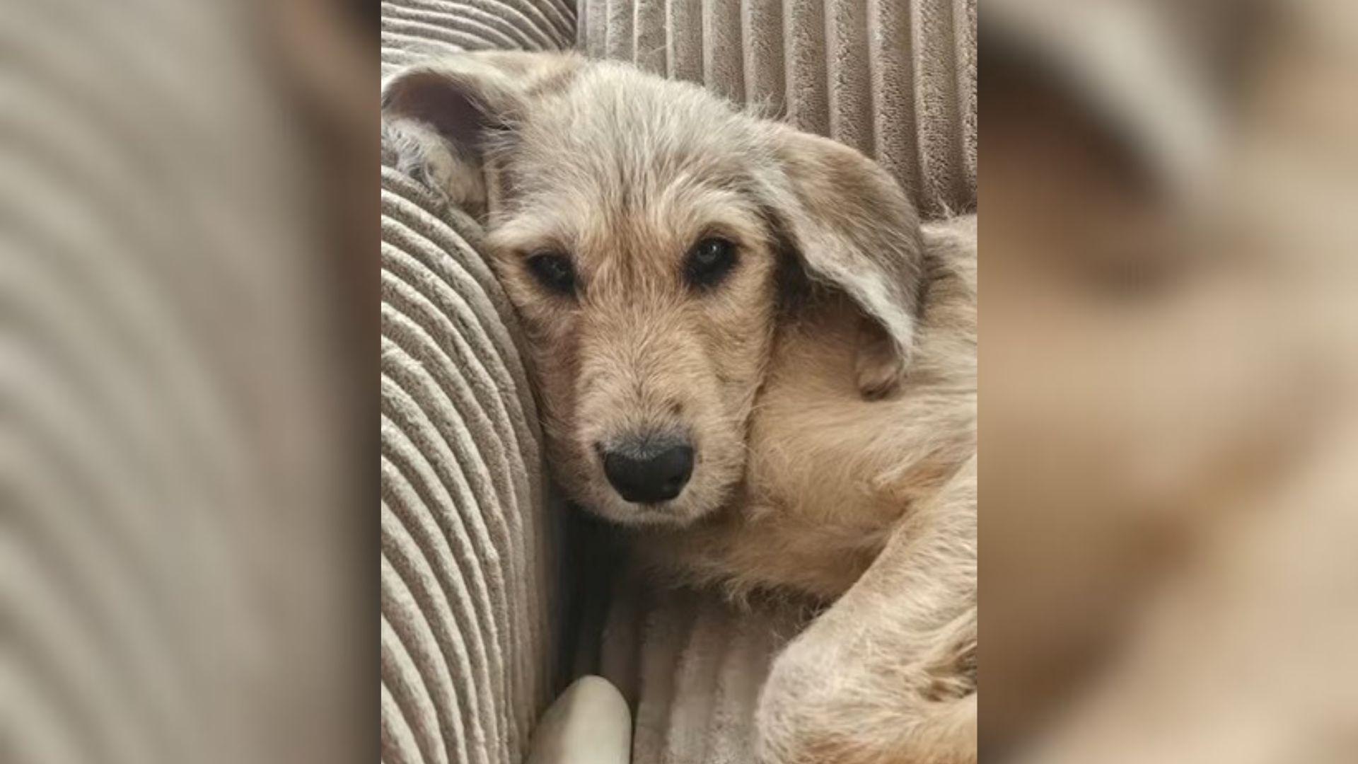 Ohio Woman Rushes To Save Starving Dog From The Street, Only To Realize She’s Not Alone