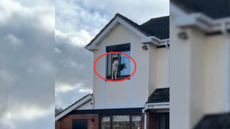dog standing on a window
